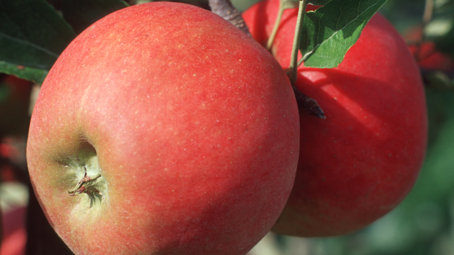 2 rote Äpfel an einem Zweig