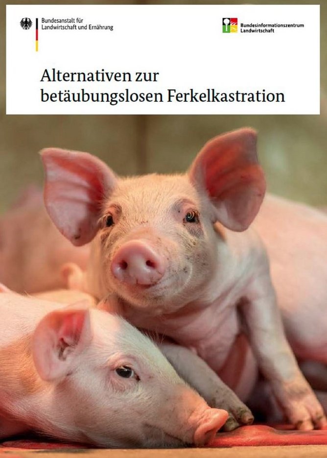 zwei Ferkel